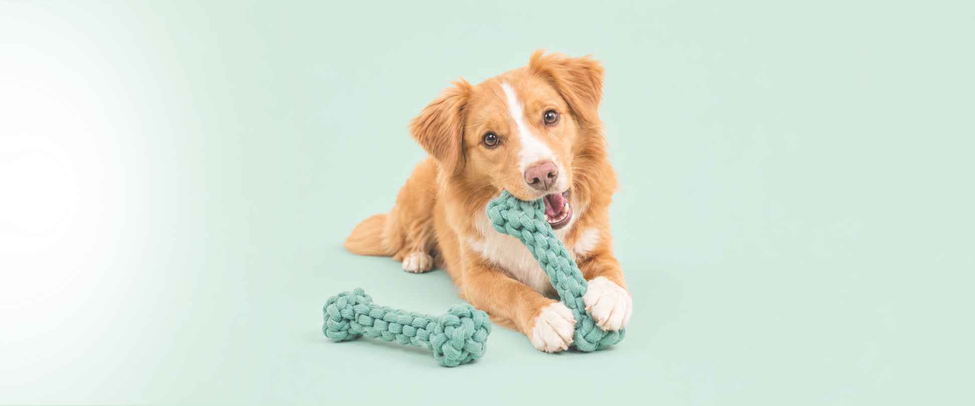 Hundespielzeug