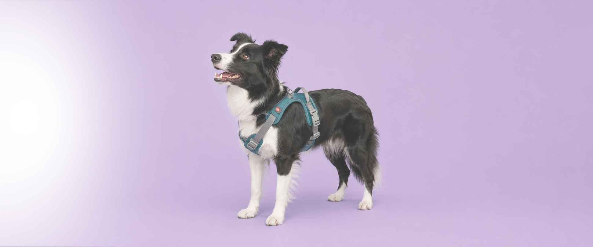 Hundehalsbänder