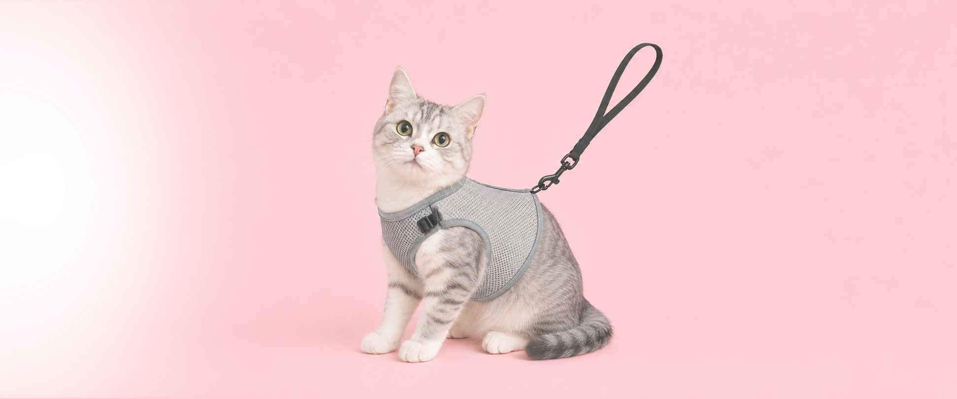 Katzenhalsbänder