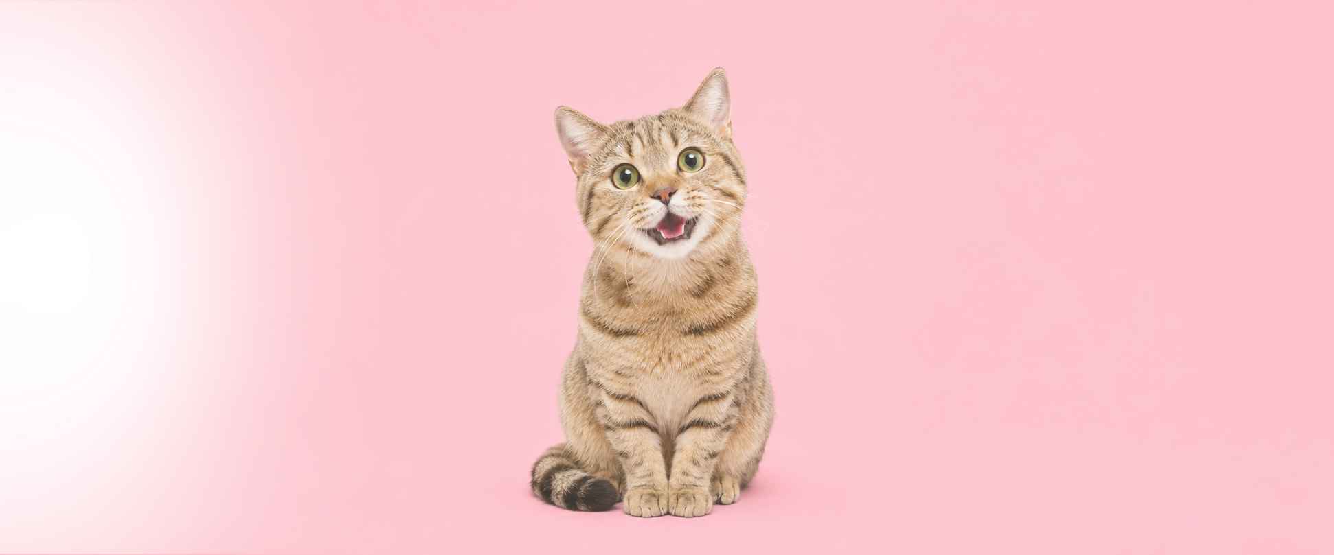 Katzenbedarf