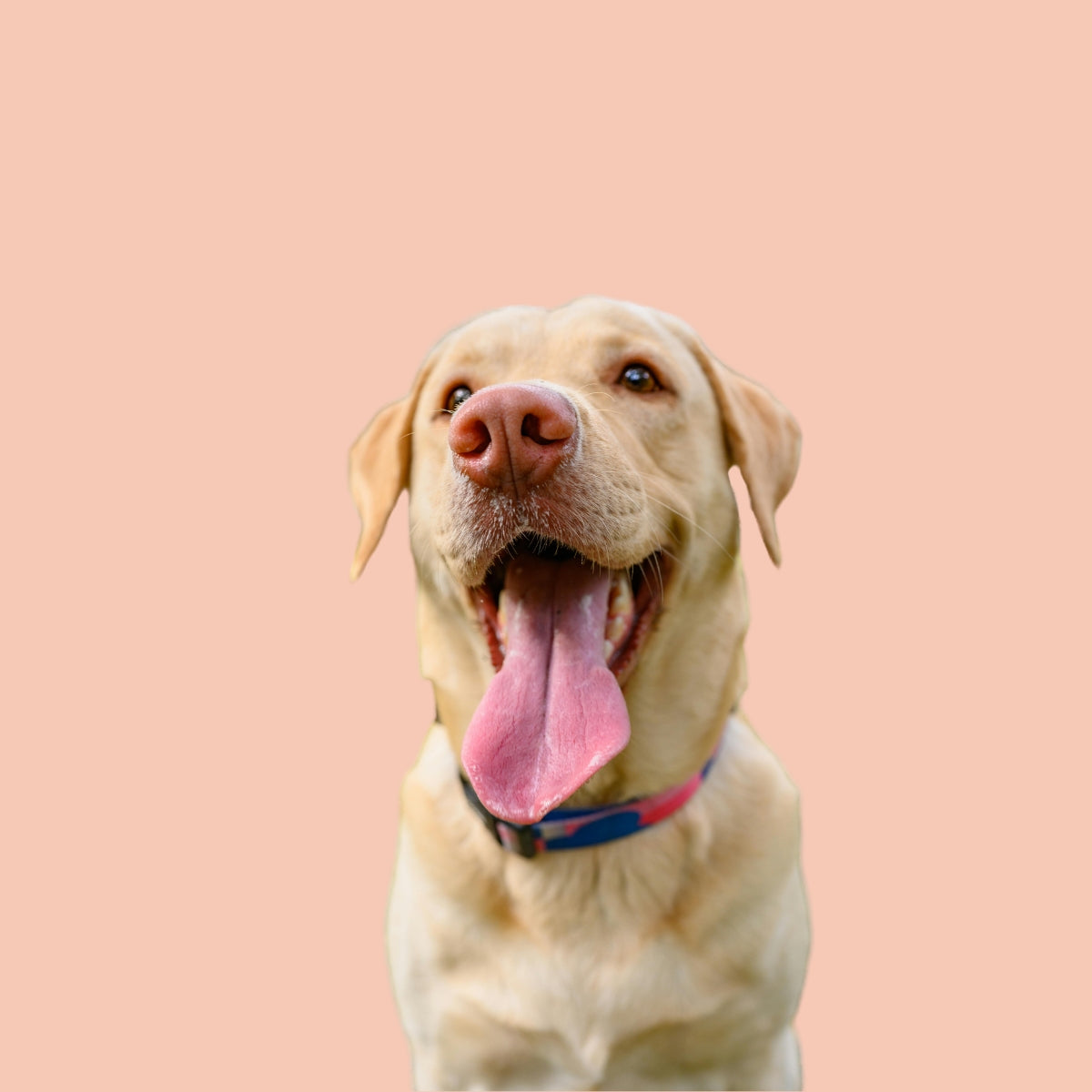 Hundebedarf
