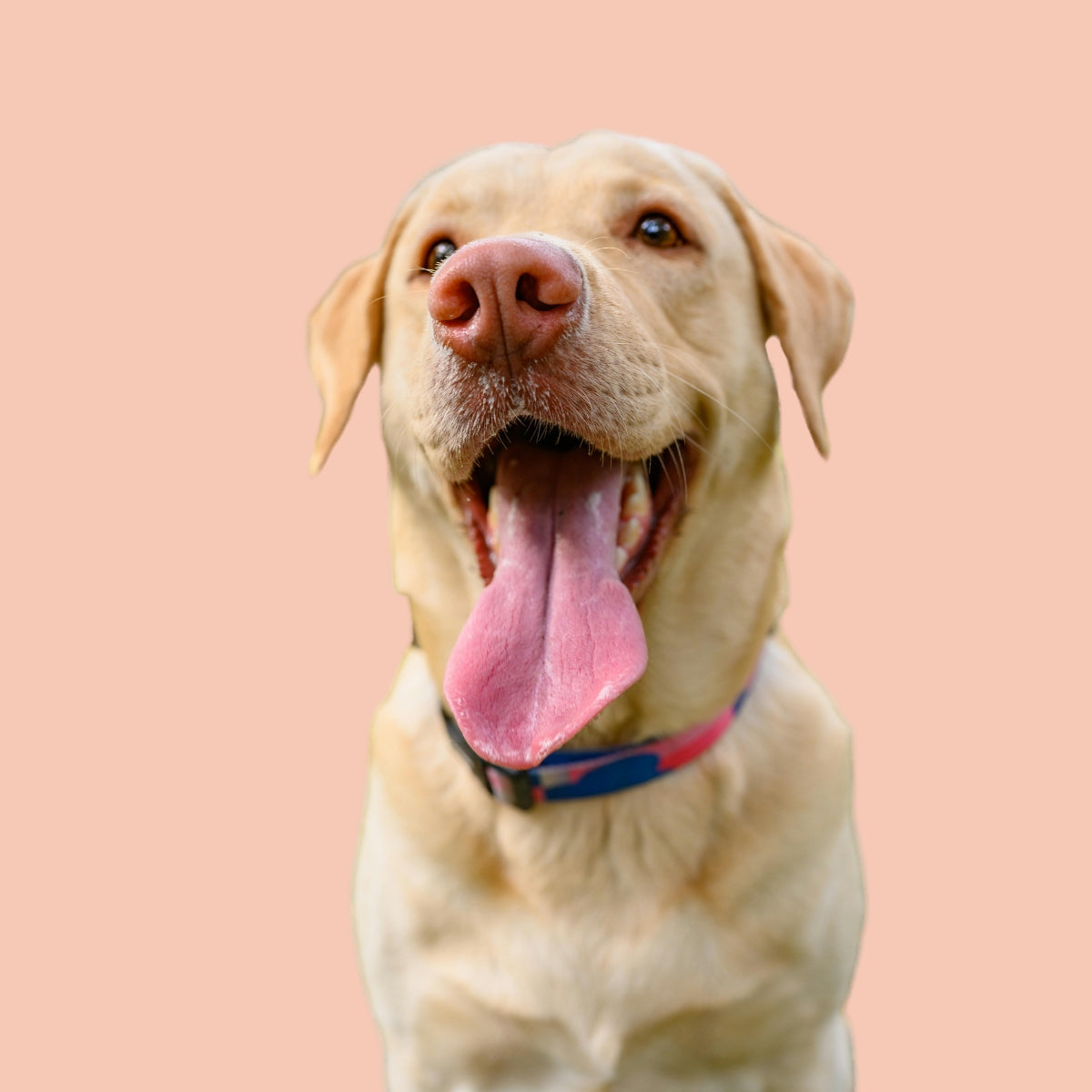 Hundetransport & Outdoor